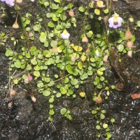 Utricularia striatula Sm.